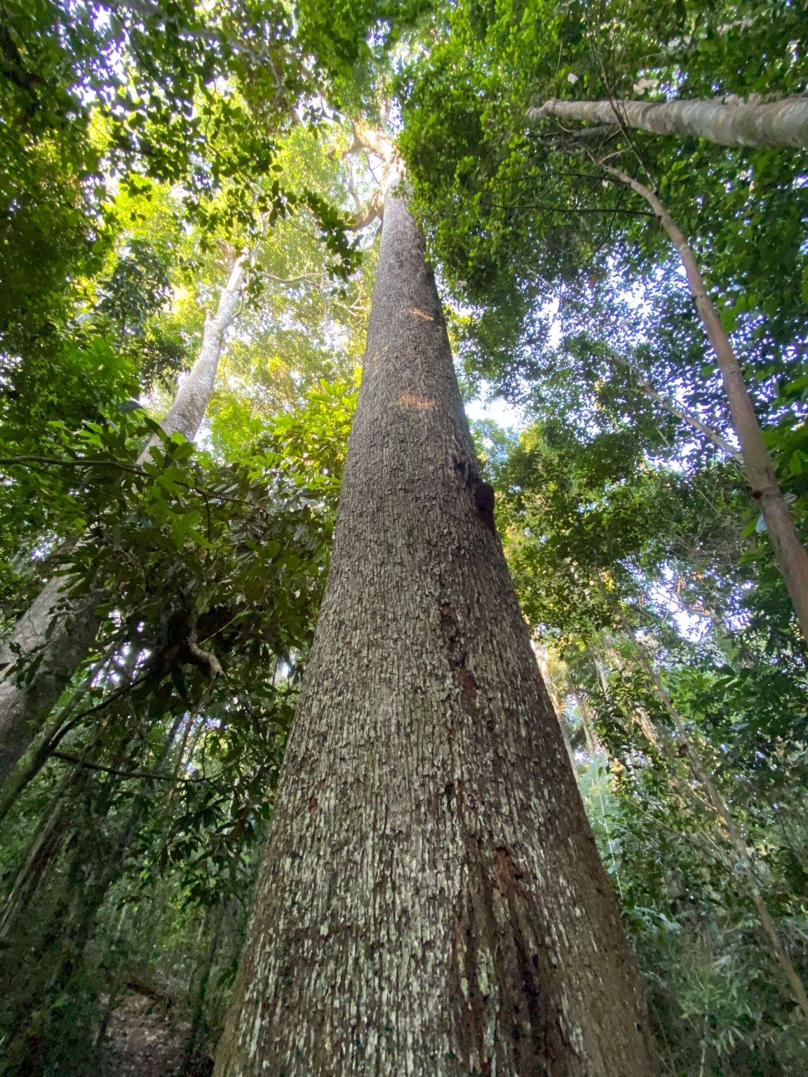 Amazon Rainforest Trees