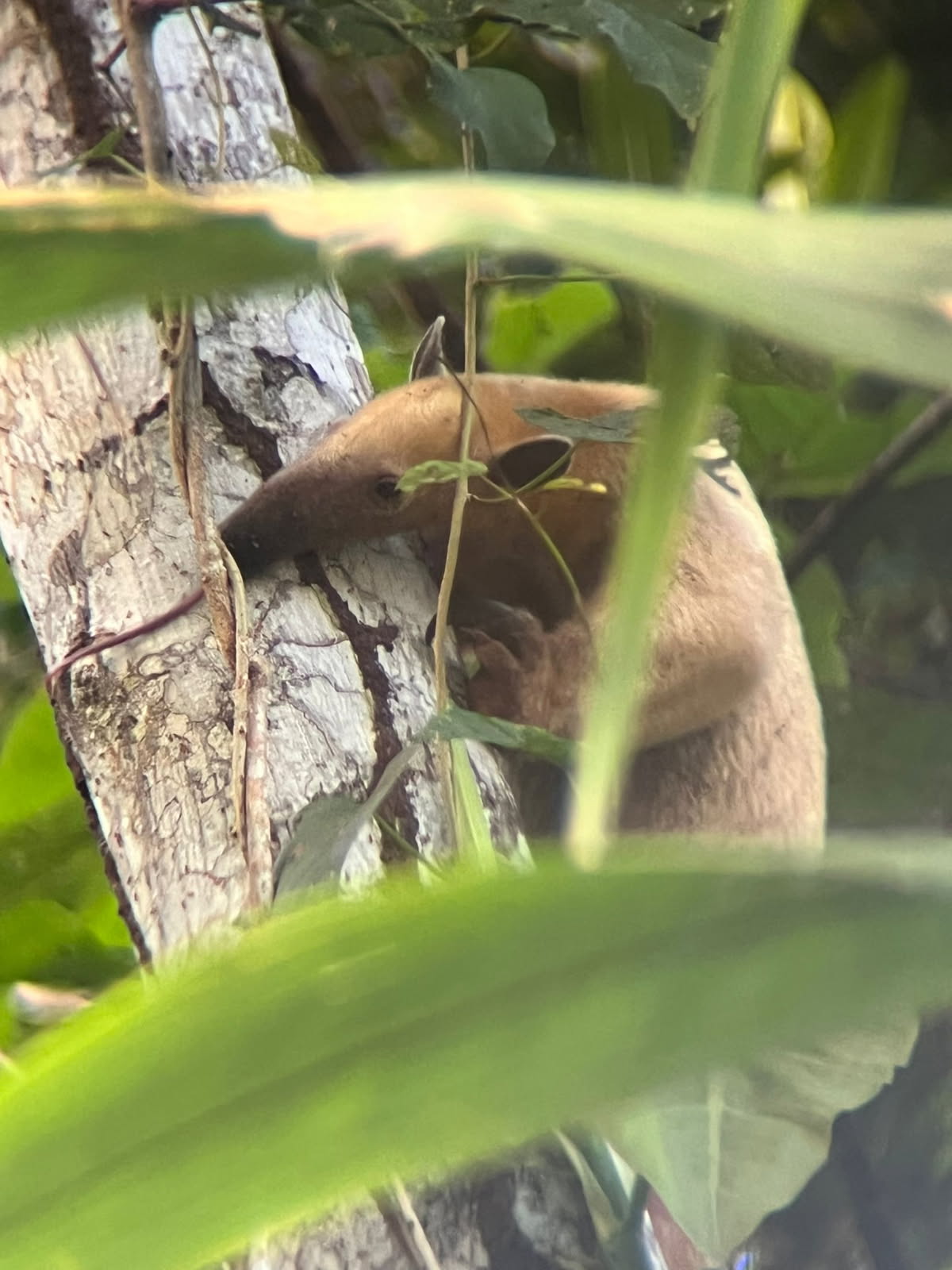 Amazon Wildlife - Sloth