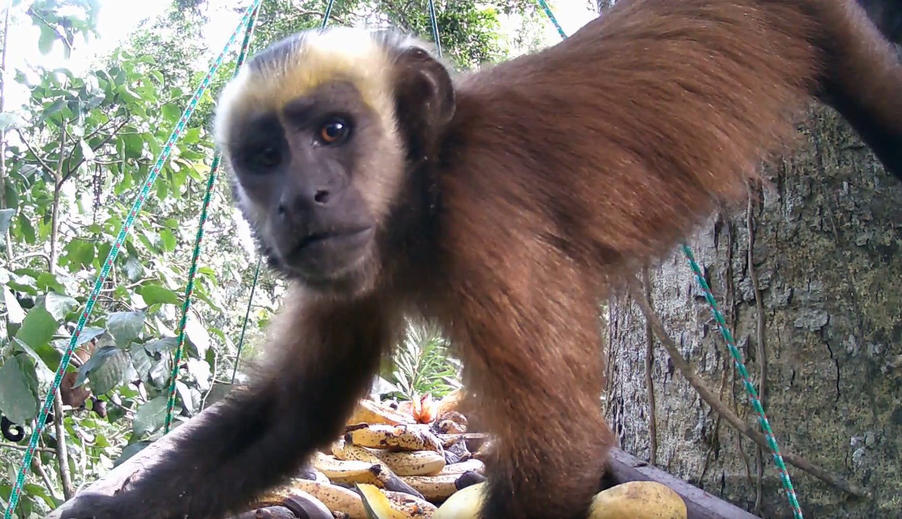 Trail Camera Gallery