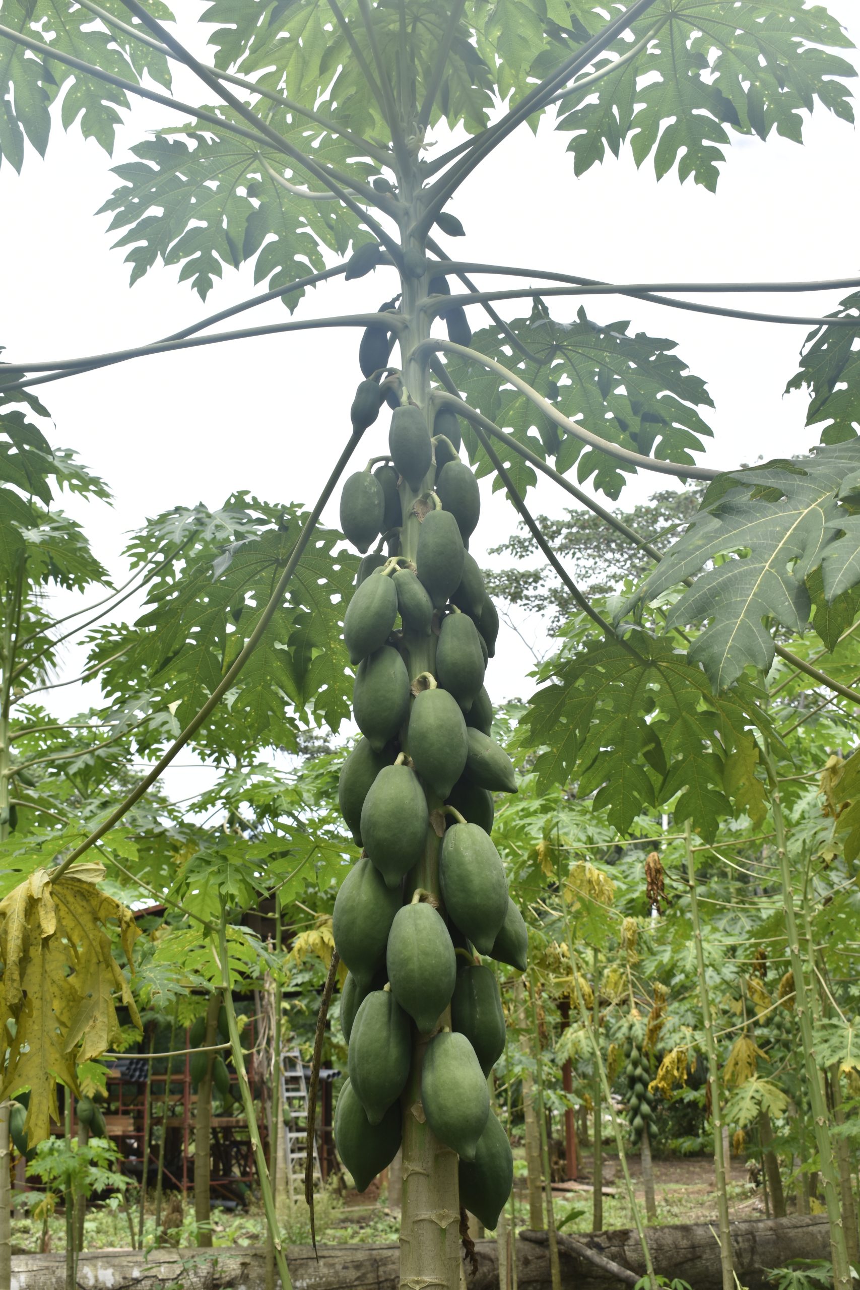 papaya-filled